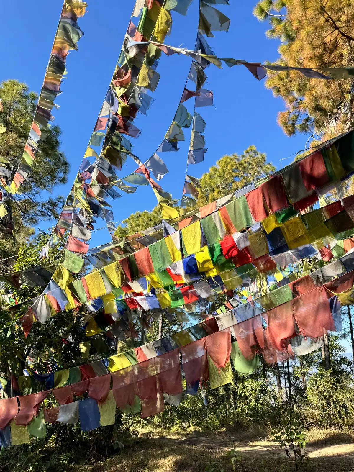 Prayer flags in Haatiban Forest, Kathmandu Valley, where the Charity Hike will take place on 22 April.